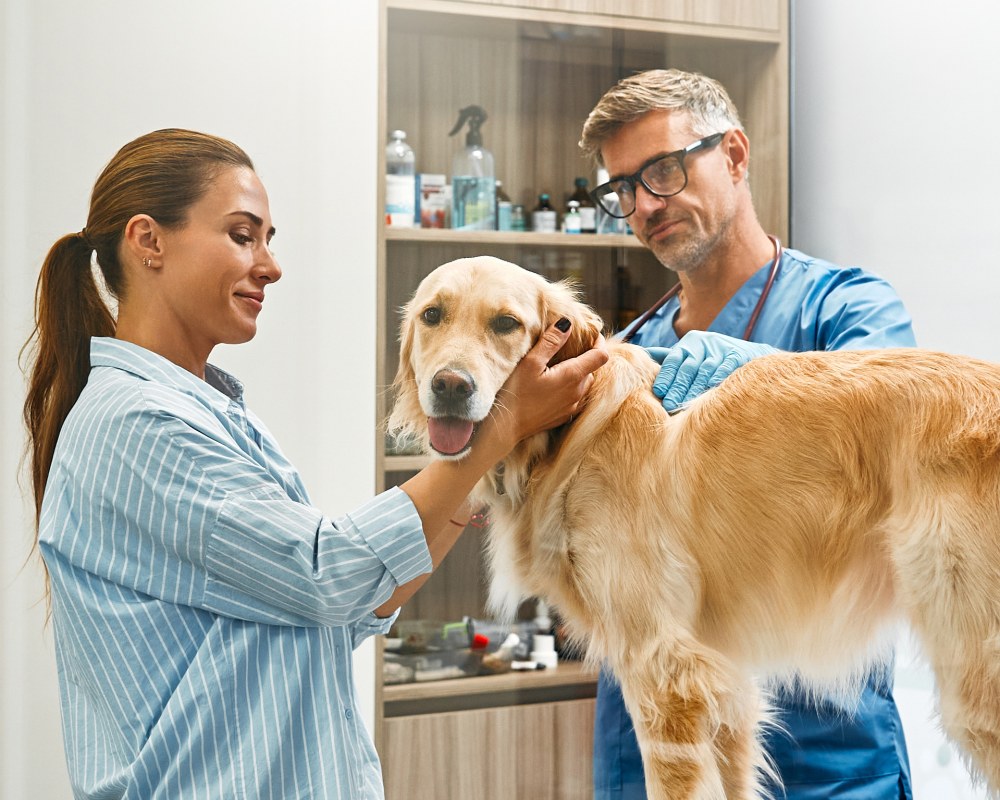 Cat & Dog Wellness Exams, Kamloops