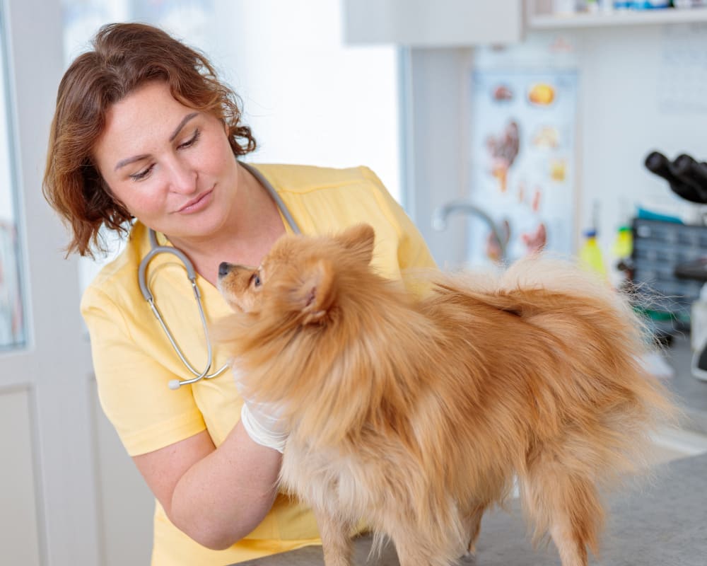 Puppies & Kittens, Kamloops Veterinarians
