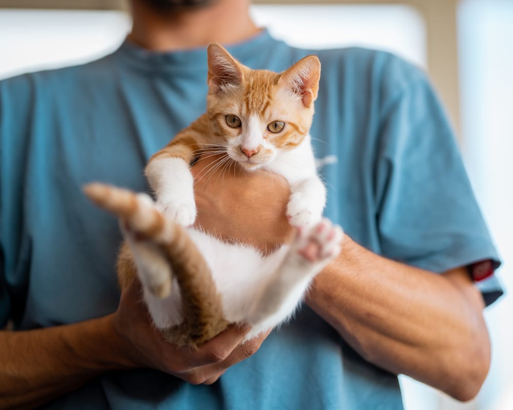 Spaying & Neutering, Kamloops Veterinarians